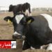 رصد بؤرتين لمرض الجلد العقدي لدى الأبقار بهذه الولاية..