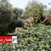 توقف جني الزيتون بأغلب ولايات الجمهورية..