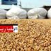تونس تطرح مناقصة دولية لشراء علف الشعير..