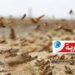 (خطير)- الجراد يدخل مناطقا جديدة في الجنوب التونسي..