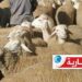 هكذا سيكون سعر “علوش” عيد الأضحى..
