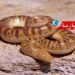 تفشّي الأفاعي السامة بهذه الولاية والأهالي يناشدون التدخّل..