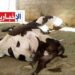 نفوق عدد من الأبقار ببنزرت..وممثّل نقابة الفلاحين بالجهة يكشف ويُوضّح..