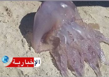 ظهور مبكر للحريقة في الشواطئ: خبير دولي في البيئة يوضح ويكشف..