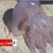 ظهور مبكر للحريقة في الشواطئ: خبير دولي في البيئة يوضح ويكشف..
