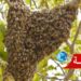 صادم بهذه الجهة: رفضته فأطلق النحل في حفل زفافها!!