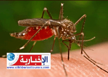 محجوب العوني: نواصل مراقبة البعوض الناقل لفيروس “شيكونغونيا”..