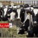 (خطير!!)-تسجيل عشرات البؤر لمرض اللسان الأزرق..