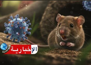 منظمة الصحة العالمية تعلن عن حصيلة الاصابات بفيروس “هانتا”..