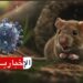 منظمة الصحة العالمية تعلن عن حصيلة الاصابات بفيروس “هانتا”..