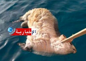 العثور على خرفان نافقة بشاطئ سليمان.. !!