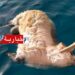 العثور على خرفان نافقة بشاطئ سليمان.. !!