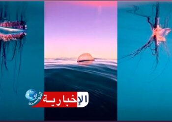 (ارتفعت أعداد الحريقة وظهرت باكرا في السواحل التونسية)-أخصائية تكشف..