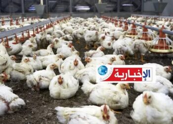 نفوق الدواجن .. اتحاد الفلاحة يوضح حقيقة الخسائر والتعويضات..