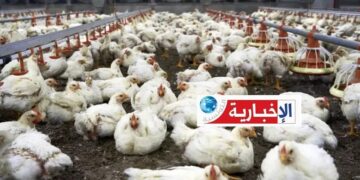 نفوق الدواجن .. اتحاد الفلاحة يوضح حقيقة الخسائر والتعويضات..