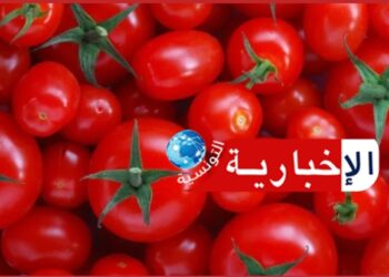 ارتفاع الحرارة يضرب محصول الطماطم..