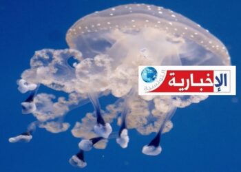 رُصد بهذه الشواطئ: ظهور القنديل المنقّط بالابيض..وتحذير للمواطنين.