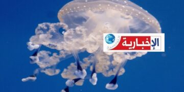 رُصد بهذه الشواطئ: ظهور القنديل المنقّط بالابيض..وتحذير للمواطنين.
