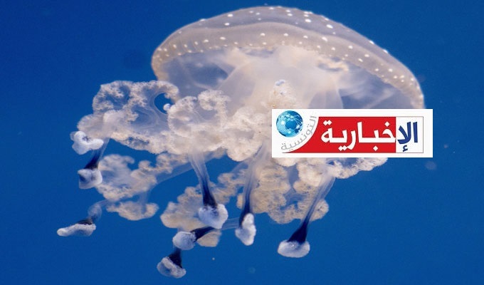 صورة الخبر
